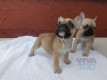 Gorgeous French Bull Dog Puppies Avaialable