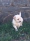 Exceptional Golden Retriever Puppies for sale 
