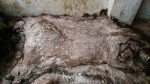 Wet Salted and Dried Donkey Hides/Goat Skin / Salted Cow Hides