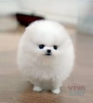 Healthy teacup pomeranian puppies for sale