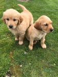 Golden Retriever Puppies for Adoption