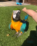 Blue And Gold Macaw For Sell