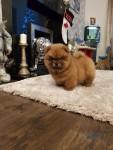 Female chow chow puppy
