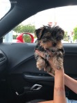 Cute Yorkshire Terrier Puppies for sale