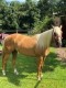 Palomino horse for sale