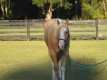 Mare Palomino horse for sale 