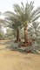 Date palm trees delivery and planting 0561513145