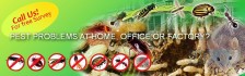Pest Control at Jumeirah – Free Inspection – 25% Discount 