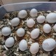 Fresh Fertile Parrot Eggs and Birds For Sale