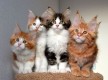 adorable maine coon kitten available