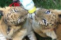 Healthy Tiger,Cheetah and lion cubs.