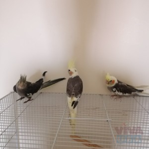 3 parrots,cockatiel, home trained, with a cage for sale 