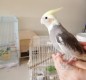 طيور كوكتيل للبيع مع القفص 3 parrots,cockatiel, home trained, with a cage for sale 