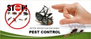 Effective & Affordable Pest Control – Get 30% Extra Off