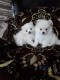 Gorgeous Small Pomeranian male and female puppies
