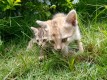 Two tiger cats available for rehoming.