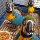 BLUE AND GOLD MACAW PARROT FOR SALE 