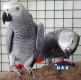 QUALITY HAND RAISED BABY AFRICAN GREYS 