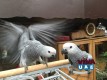  QUALITY HAND RAISED BABY AFRICAN GREYS   