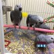 QUALITY HAND RAISED BABY AFRICAN GREYS!
