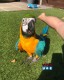 Silly Tame Blue And Gold Macaw