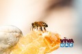 Raw Honey Suppliers Abu Dhabi | Honey Land