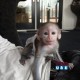 Male and female Capuchin monkeys for new homes