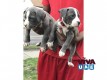 American Pitt bull puppies for sale