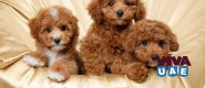 Toy Poodles for Rehoming : whatsapp me : 055 803 7879