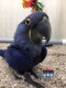  Multi Parrots Species Avian Center Pet Birds On Sale