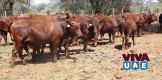 Brahman heifers & bulls - whatsapp +27631267231