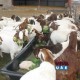 Boer goats for sale whatsapp +27631267231