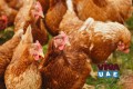    Rhode Island Red chickens for sale whatsapp +27631267231