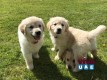 Golden retriever puppies ready to go 