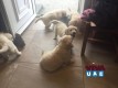   8 Golden Retriever Puppies Left