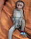 capuchin monkeys for sale in UAE