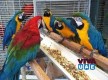 Multiple Pet Parrot Birds Species for sale	
