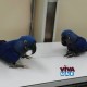 Hyacinth Macaws Baby Parrots on Sale 