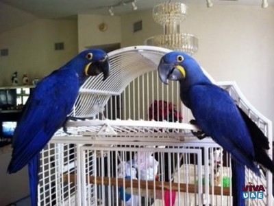 Cute Blue Macaw Parrots Looking for Re-Home