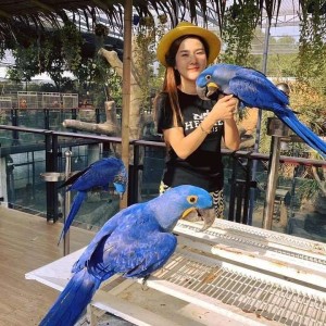 Hand Raised Hyacinth Macaw Parrots And Fertile Eggs For Sale 