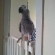 grey parrots for Adoption