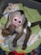 Purebred cute capuchin Available For  Sale