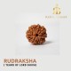 Buy intense  Rudraksha from Ratna Bhagya
