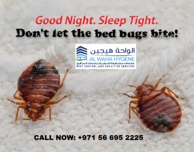 +971 56 695 2225 Bed Bug Control Service in Dubai