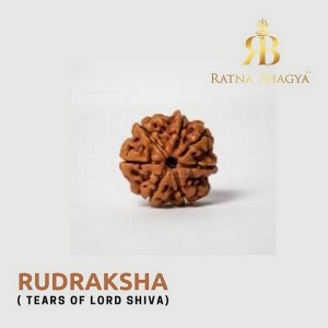 Buy pure and powerful Rudraksha from Ratna Bhagya
