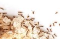 # Little Black Ants – Solve in 30Min