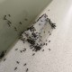 Brown I Black Ants Remove – Tips by Exp.