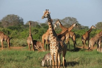 Uganda Safari Tours - Well Specialized With Top 5 Qualitative Packages