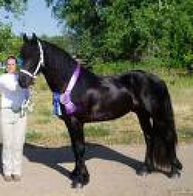 Well Trained Friesian Horse For Sale