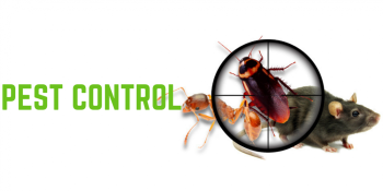 Get Rid of Termite Infestations Fast with Our Expertise 